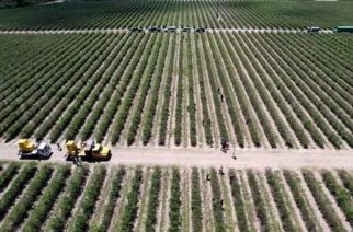 Visita Abelina López campos agrícolas en Plant City