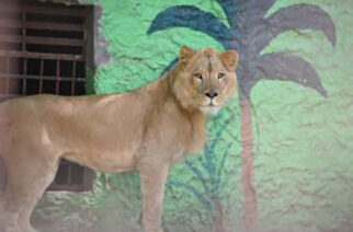 Presenta el zoológico Zoochilpan de Chilpancingo a su nuevo habitante, el león “Michi”