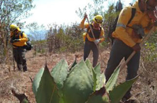 Combatientes de SEMAREN Guerrero realizan actividades de prevención física y realizarán la rehabilitación de brecha corta fuego en el paraje denominado el “Periconal”