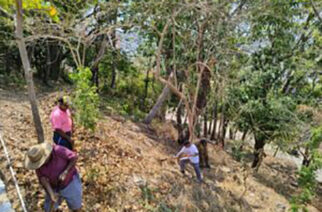 Se realiza limpieza en el Cerro del Mogote en el Parque Papagayo