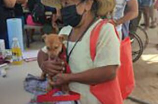 Semaren y Humane Society International, realizaron la primera jornada de atención veterinaria en el refugio temporal de Ciudad Renacimiento