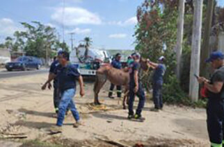 Personal de la SGIRPCGro rescató a un caballo que cayó en un registro de agua en Acapulco