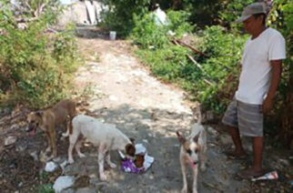 Continúan la entrega de alimento donado por SEMAREN y UAGro para perros y gatos