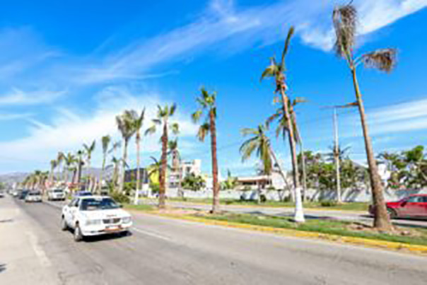 Arranca la reforestación en Acapulco gracias a las gestiones de la gobernadora Evelyn Salgado Pineda