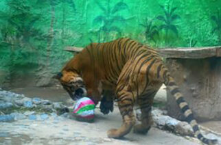 Celebrará el Zoológico Zoochilpan su 46 aniversario con evento familiar